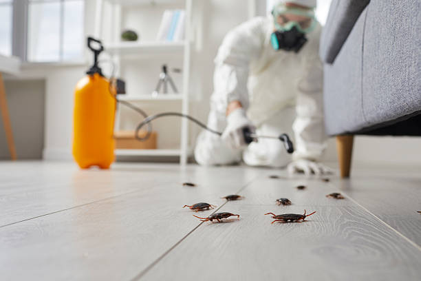 Commercial Rodent Management in Hallam